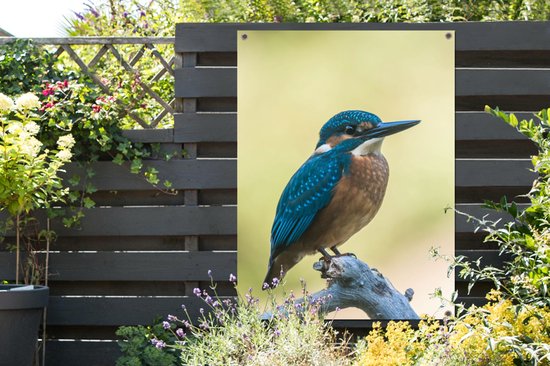 Affiche de Jardin Martin-pêcheur - Branche - Vogel - 200x200 cm - Toile de jardin