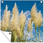 Tuinposter - Pampas - Pampasgras pluimen - Plant - Lucht - Blauw - 50x50 cm - Tuinposters - Tuin - Muurdecoratie - Tuindecoratie - Tuindoek - Buitenposter