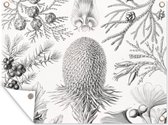 Tuinposter - Kunst - Schuttingposter - Ernst Haeckel - Tuin - 80x60 cm - Tuindecoratie - Muurdecoratie - Tuindoek - Buitenposter