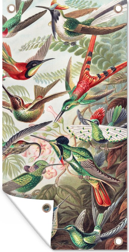 Tuin - Dieren - Kunst - Kolibrie - Ernst Haeckel - Tuinposter - Vogel - Schuttingdoek - 40x80 cm - Vintage - Vogels - Muurdecoratie - Tuindoek - Buitenposter