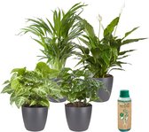 Ecoworld Kamerplanten in pot - Makkelijk te verzorgen soorten - 4 stuks - Ø 12 cm - Hoogte 30-40 cm incl. Potten Antraciet + Kamerplantenvoeding