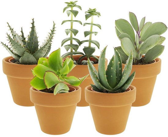 Desertworld Mini Vetplantjes Mix in terracotta potjes – Succulenten mix – 5 stuks – Ø 6 cm – Hoogte 8-15 cm