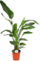 Strelitzia nicolai ↨ 140cm - hoge kwaliteit planten