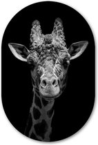 Muurovaal muursticker Giraffe zwart-wit - WallCatcher | Behangsticker 80x120 cm | Ovalen schilderij | Wandovaal Starring Giraffa