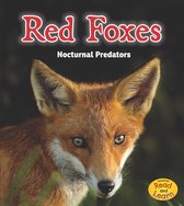 Night Safari - Red Foxes