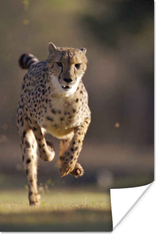 Jagende luipaard foto Poster 80x120 cm - Foto print op Poster (wanddecoratie)