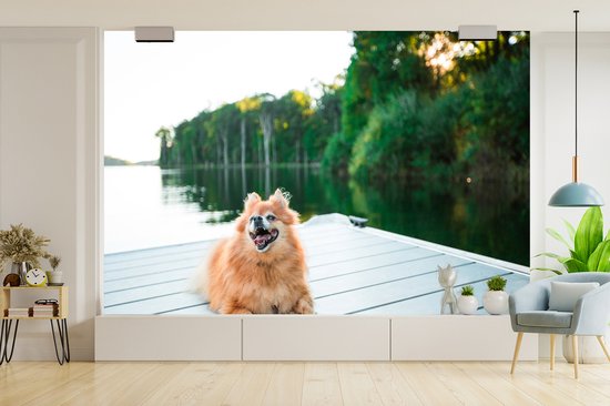 Papier peint photo peint vinyle - Poméranie se trouve sur un échafaudage largeur 450 cm x hauteur 300 cm - Tirage photo sur papier peint (disponible en 7 tailles)