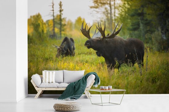 Papier peint Papier peint photo en vinyle - Moose in nature in Wyoming largeur 390 cm x hauteur 260 cm - Tirage photo sur papier peint (disponible en 7 tailles)