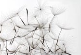 Fotobehang - Dandelion Seeds 375x250cm - Vliesbehang
