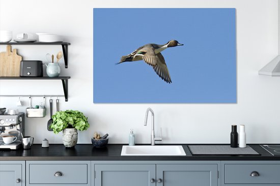 Canard pilet en vol sur toile 120x80 cm - Tirage photo sur toile (Décoration murale salon / chambre)