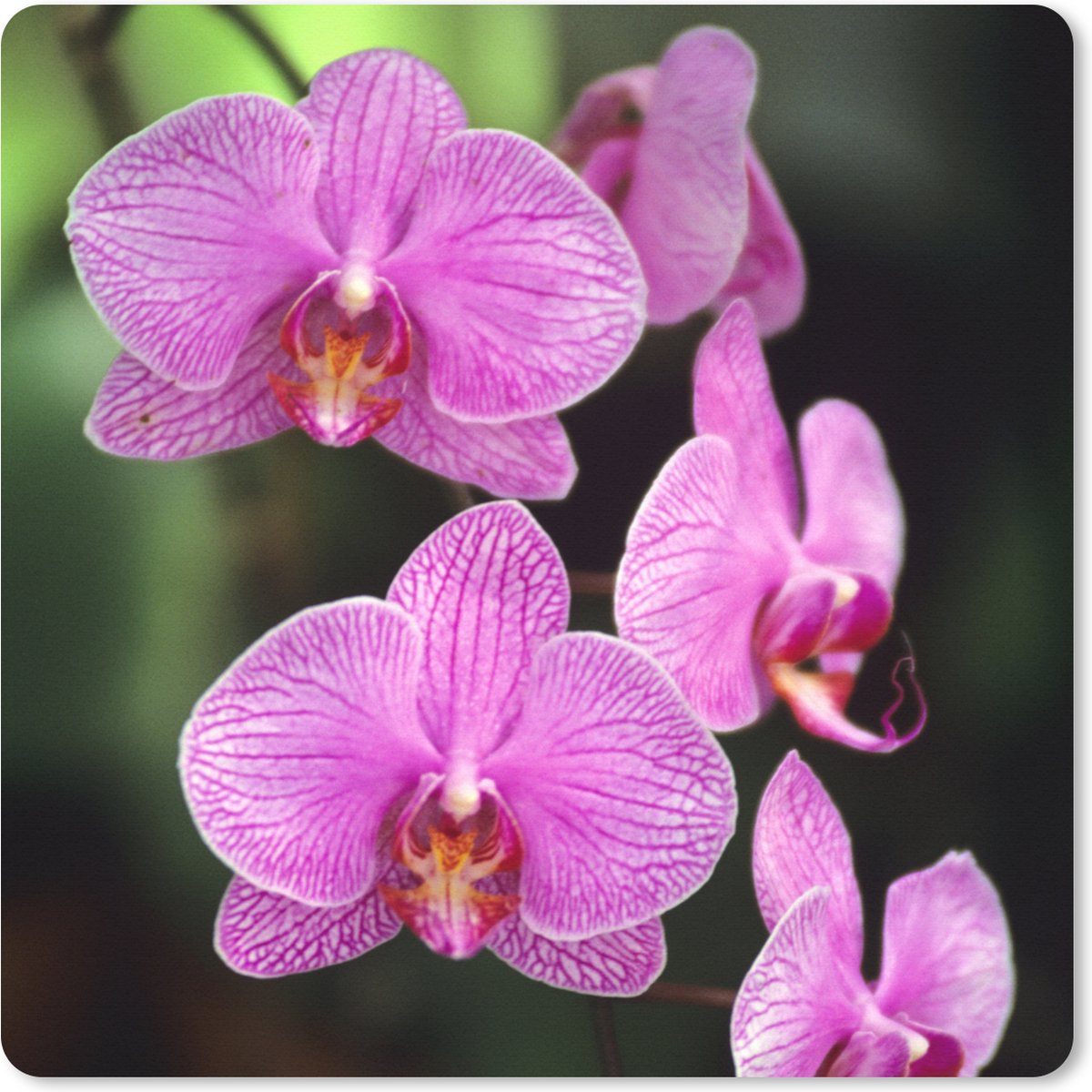 Muismat XXL 50x50 cm - Bureau onderlegger - Bureau mat Roze orchidee - Bureaumat - Gaming mousepad xl - Bureaulegger groot - Computer deskmat