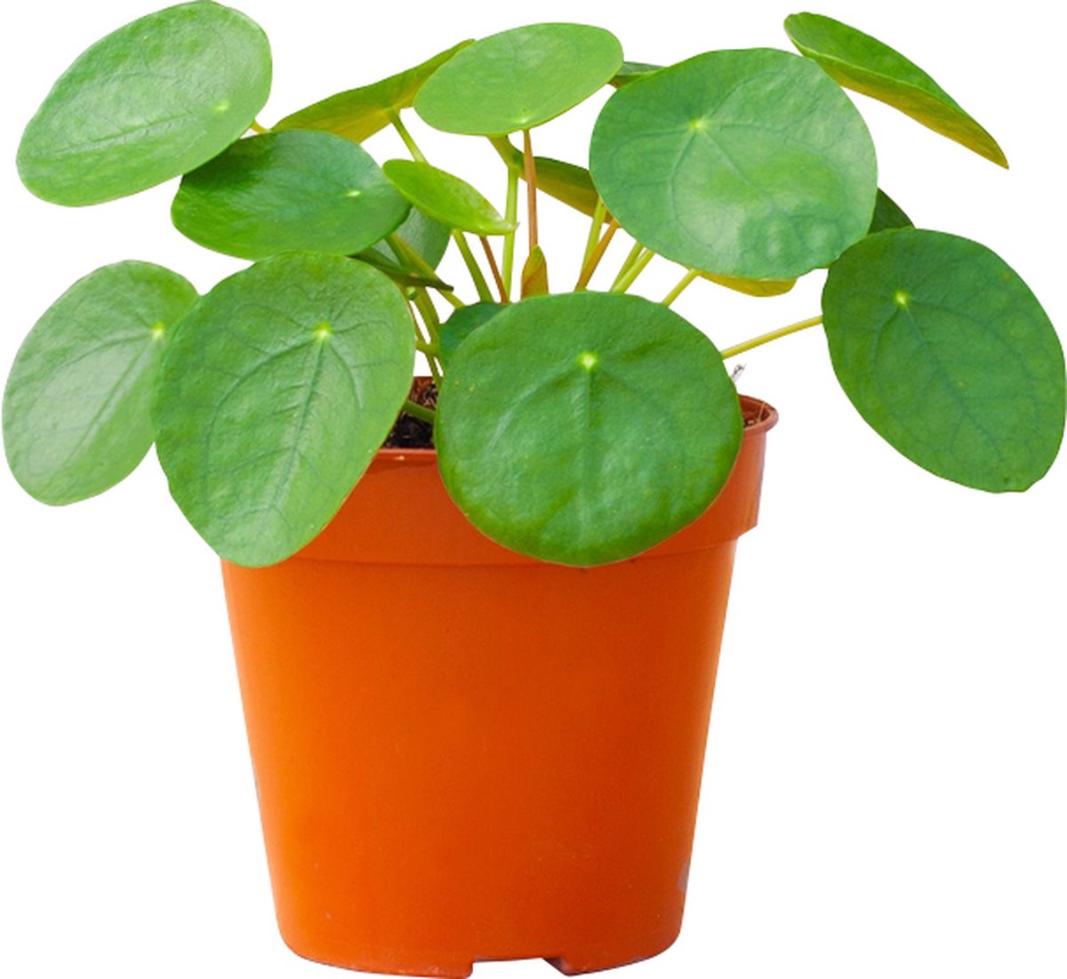 PLNTS Pilea Peperomioides Pannenkoekenplant (Pannenkoekenplant) Kamerplant Kweekpot 12 cm Hoogte 20 cm