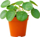 PLNTS - Pilea Peperomioides Pannenkoekenplant (Pannenkoekenplant) - Kamerplant - Kweekpot 12 cm - Hoogte 20 cm