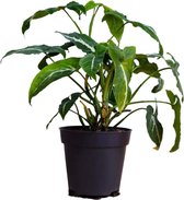 PLNTS - Syngonium Wendlandii - Kamerplant - Kweekpot 12 cm - Hoogte 25 cm
