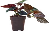 Syngonium Red Arrow - Kamerplant - cm Kweekpot - Hoogte cm