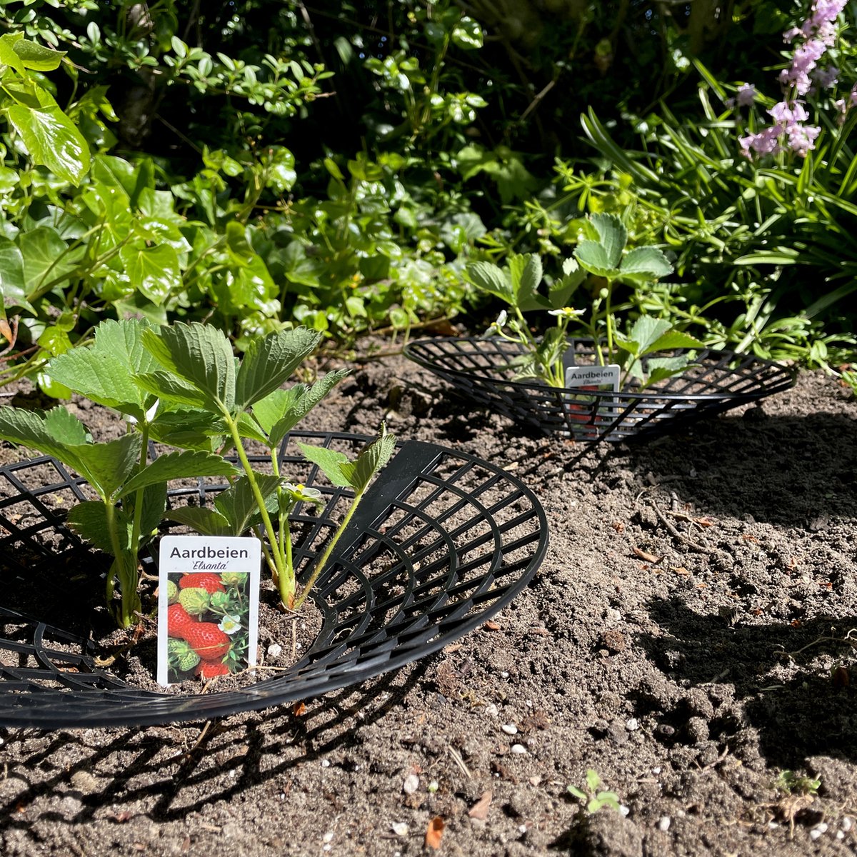 Aimeke 15 stuks Aardbeienrijper & Vruchtrijpmaker voor aardbeien