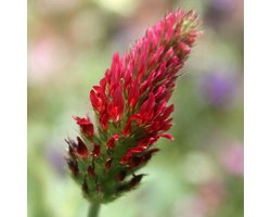 Groenbemester zaden - Inkarnaatklaver