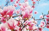 Peinture - Magnolia rose en pleine floraison
