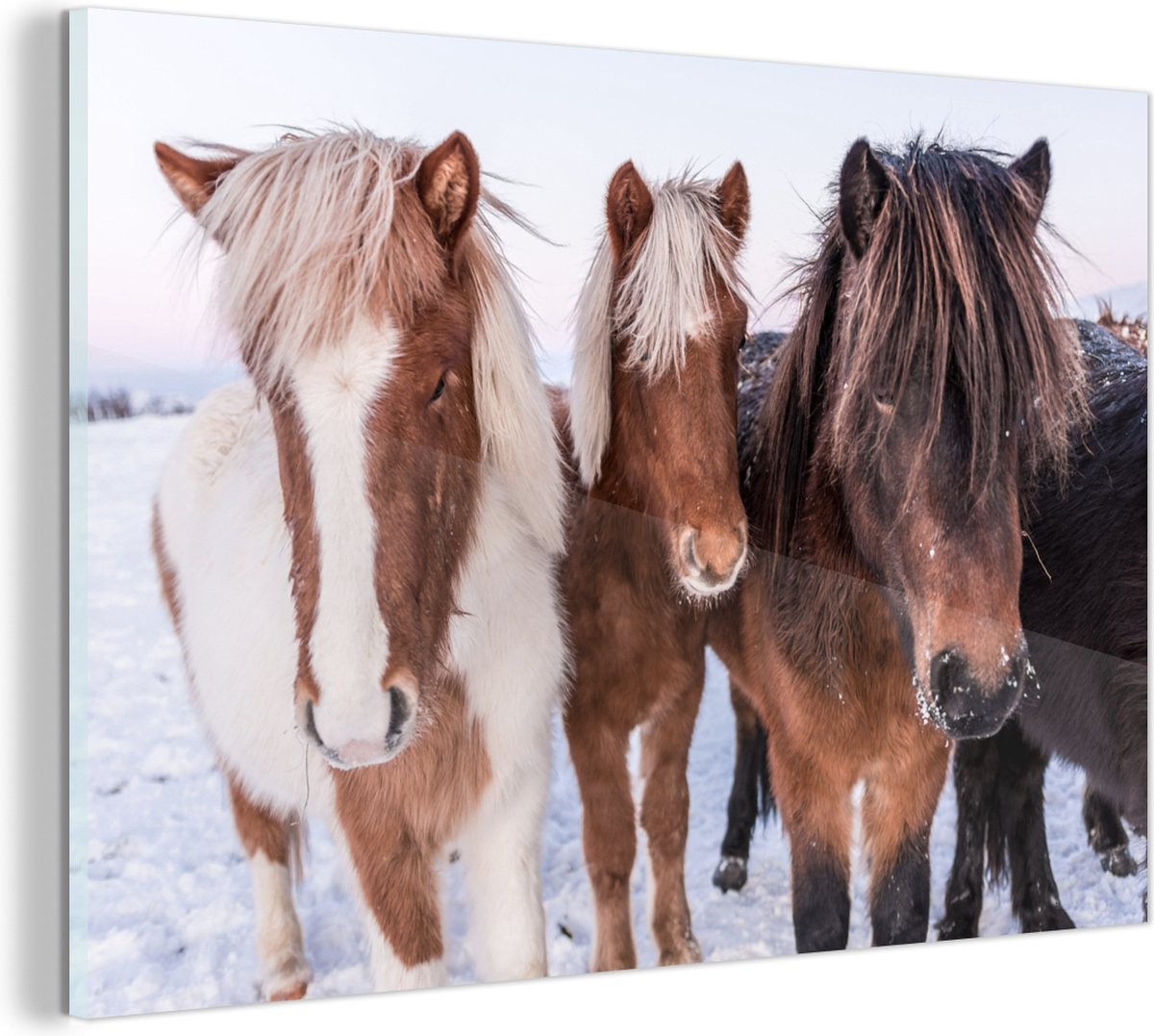 MuchoWow® Glasschilderij - Close-up van een groep IJslander paarden - 150x100 cm - Acrylglas Schilderijen - Foto op Glas