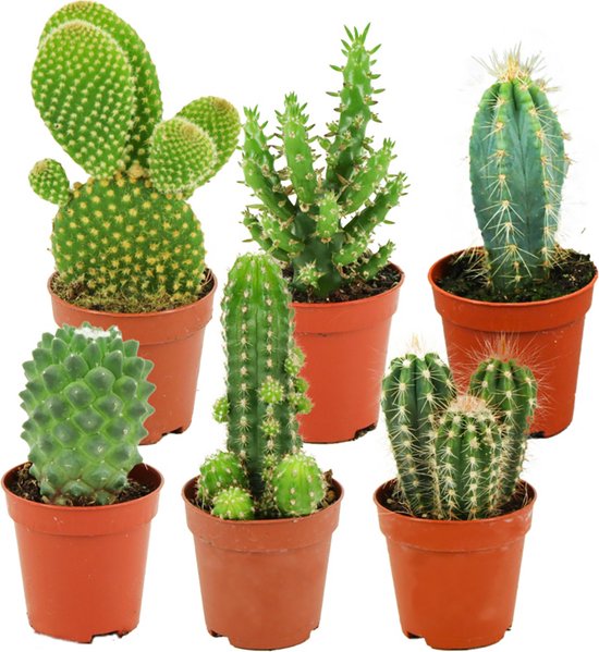 ZynesFlora | Mini Cactus Mix – 6 Pièces - Ø 5.5 cm - ↕ Hauteur : 5-10 cm –  Cactus –... | bol.com