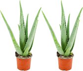 ZynesFlora - Aloë Vera - 2 Stuks - Ø 10,5 cm - Hoogte: 35 - 40cm - Kamerplant - Aloë - Succulent - Vetplant