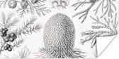 Poster - Ernst Haeckel - Kamer decoratie aesthetic - Natuur - Vintage - Boom - Zwart wit - Aesthetic room decor - Wanddecoratie - 80x40 cm