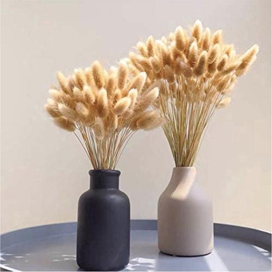 Lagurus - Hazenstaartje - droogbloemen - mini pampas - 60 cm - Natuurlijk Bloemen
