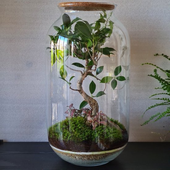 Bonsai Ecosysteem Forest Studio | bol