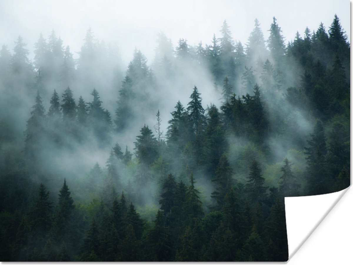 Poster Mist - Bomen - Bos - 80x60 cm