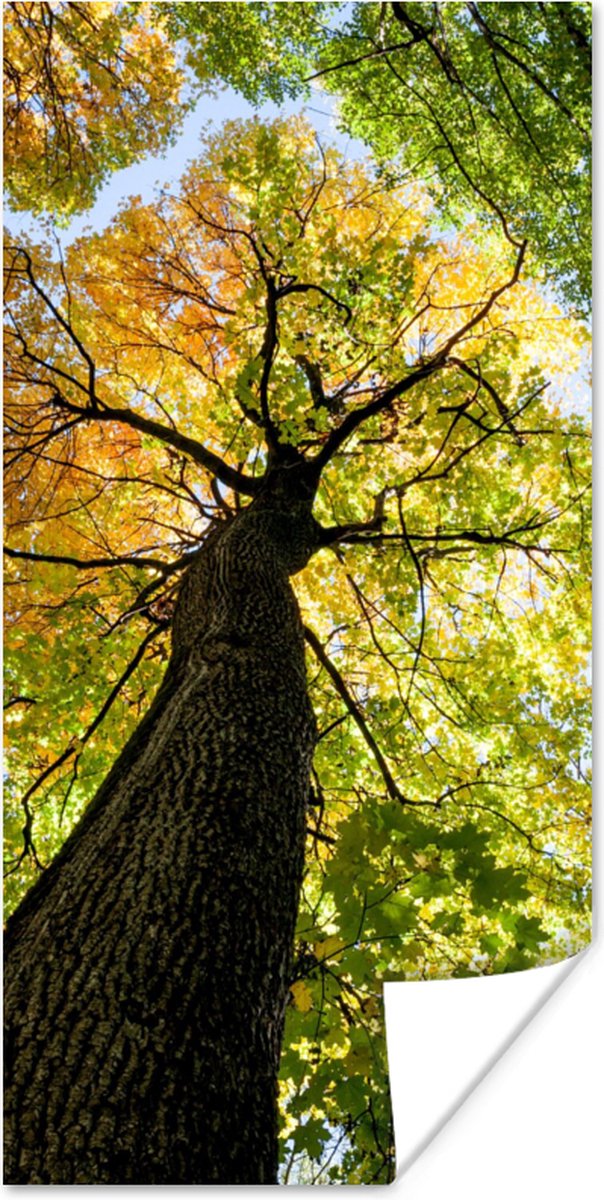 Poster Boom - Natuur - Bos - 20x40 cm