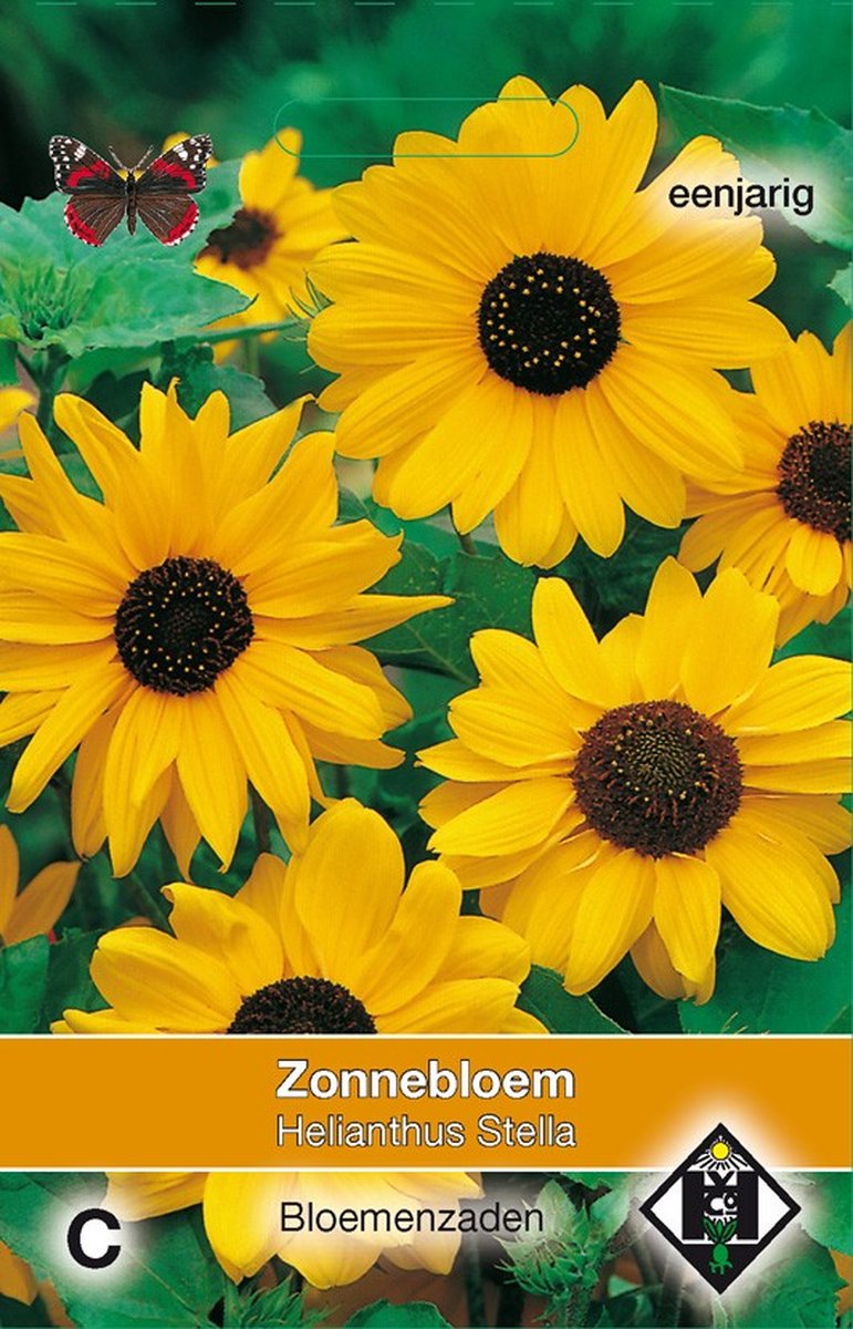 2 stuks Helianthus cucumerifolius StellaVan Hemert & Co
