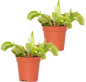 2x Dionaea Muscipula – Vleesetende plant – Onderhoudsvriendelijk –⌀6 cm–05-10 cm