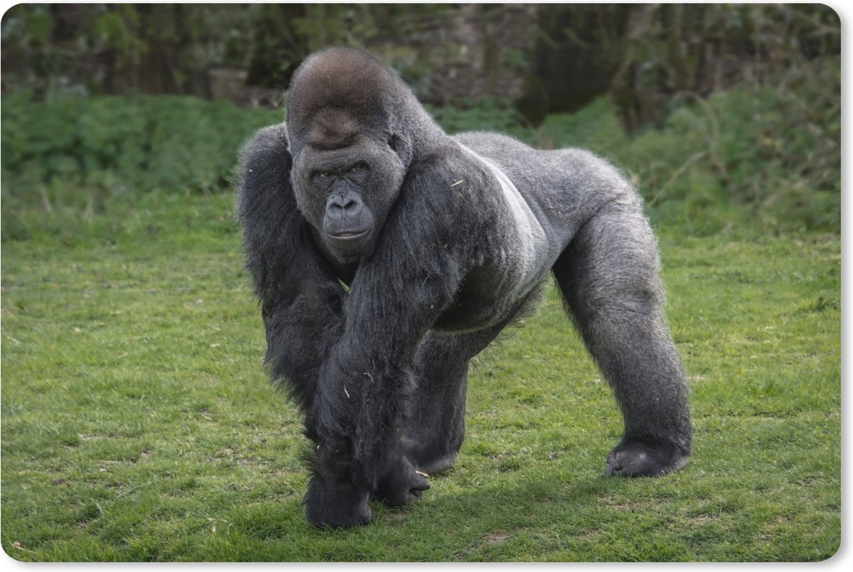 Muismat XXL 120x80 cm - Bureau onderlegger - Bureau mat Een Gorilla loopt op zijn handen en benen - Bureaumat - Gaming mousepad xl - Bureaulegger groot - Computer deskmat