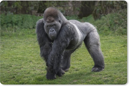 Muismat XXL 120x80 cm - Bureau onderlegger - Bureau mat Een Gorilla loopt op zijn handen en benen - Bureaumat - Gaming mousepad xl - Bureaulegger groot - Computer deskmat