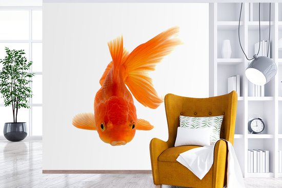 Papier peint Papier peint photo en vinyle - Poisson rouge devant un fond blanc largeur 240 cm x hauteur 240 cm - Tirage photo sur papier peint (disponible en 7 tailles)