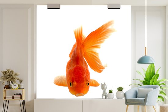Papier peint Papier peint photo en vinyle - Poisson rouge devant un fond blanc largeur 240 cm x hauteur 240 cm - Tirage photo sur papier peint (disponible en 7 tailles)