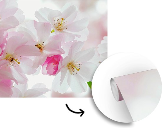 Papier peint photo vinyle - Macro photo de fleur de cerisier largeur 240 cm x hauteur 240 cm - Tirage photo sur papier peint (disponible en 7 tailles)