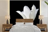 Behang - Fotobehang Witte tulp - Breedte 300 cm x hoogte 300 cm