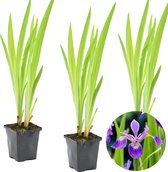 3x Iris 'Versicolor' – Wilde Iris – Vijverplant –Winterhard – ⌀9 cm - 20-30 cm