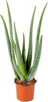 Aloë Vera – Vetplant - Kamerplant - Onderhoudsvriendelijk - ⌀12 cm - 35-40 cm