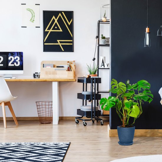 Een groene Monstera plant in een donkergrijze pot op een houten vloer met zwart-wit vloerkleed.