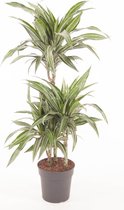 Kamerplant van Botanicly – Drakenboom – Hoogte: 85 cm – Dracaena fragrans Ulises