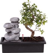 Bonsai van Botanicly – Bonsai Mix – Hoogte: 25 cm