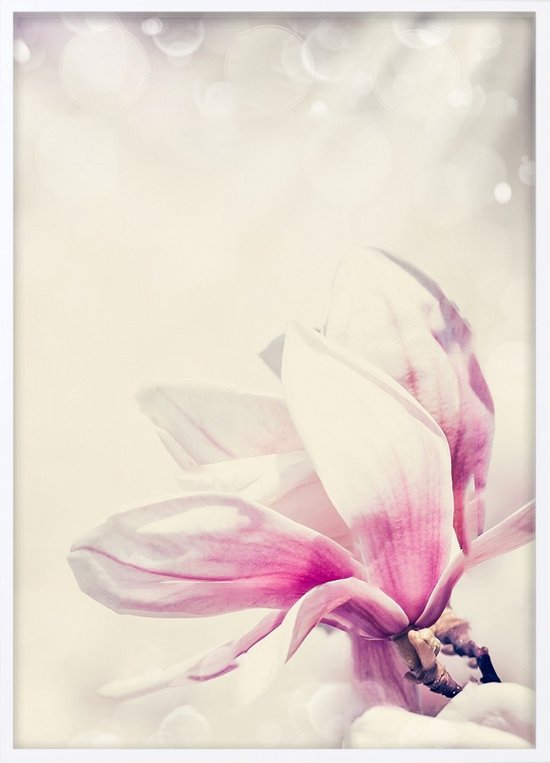 Affiche Avec Cadre Witte - Affiche Fleurs De Magnolia (30x40cm)