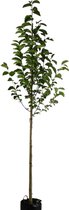 Beverboom - Magnolia kobus | Omtrek: 18-25 cm | Hoogte: 400 cm