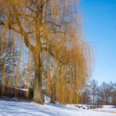 Treurwilg - Salix sepulcralis Chrysocoma | Omtrek: 6-10 cm | Hoogte: 250 cm