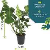 WL Plants - Monstera Deliciosa - Kamerplanten - Monstera - Gatenplant - Luchtzuiverende Kamerplanten - ± 65cm hoog - 19cm diameter - in Bamboe pot