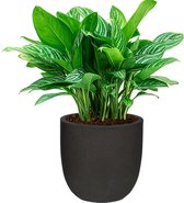 Aglaonema Stripes in Urban Smooth Egg Planter zwart | Chinese Evergreen