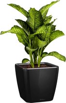 Dieffenbachia Maroba in watergevende Quadro zwart | De dief van Bagdad