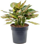 Aglaonema Anyamanee Red |